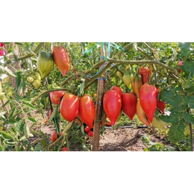 Насіння - Томат Корейський довгоплідний, 0,2 г. - Зображення 4