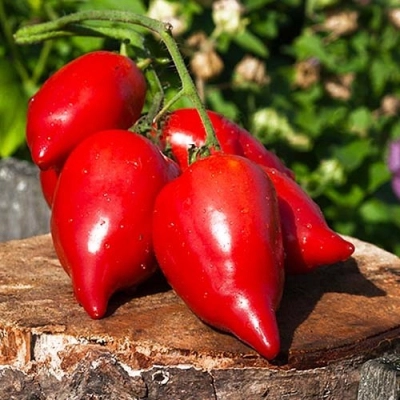 Насіння - Томат Корейський довгоплідний, 0,2 г. - Зображення 2