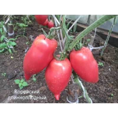 Насіння - Томат Корейський довгоплідний, 0,2 г. - Зображення 5